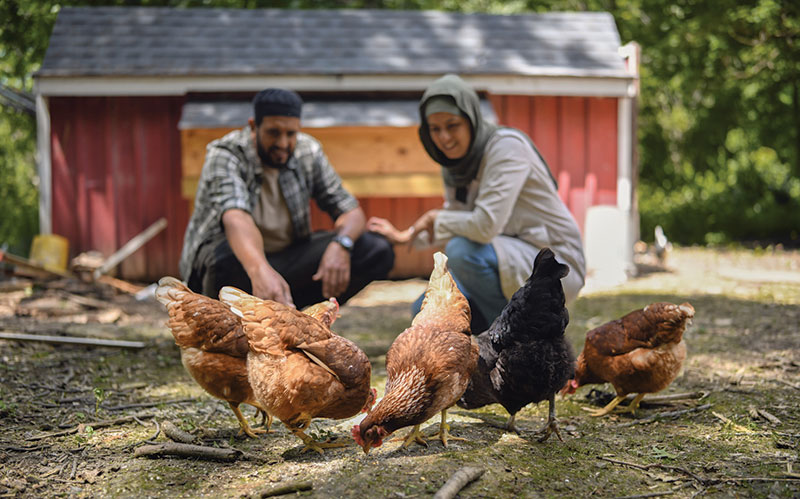 Thức ăn chăn nuôi Halal