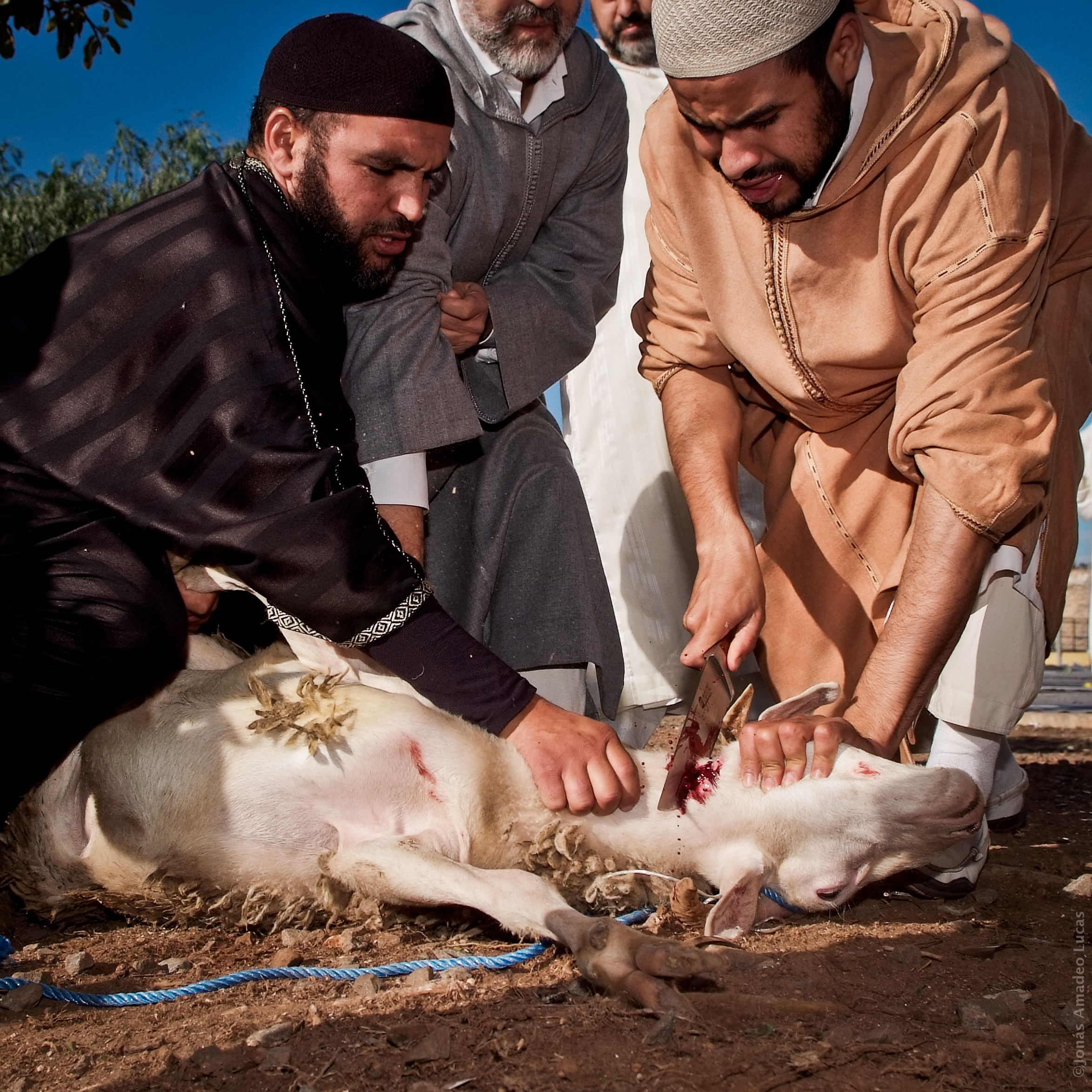 Giết mổ động vật Halal